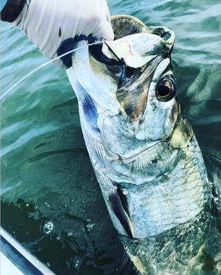 4-8 Hours Inshore Fishing