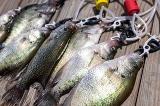 Crappie Fishing Trip