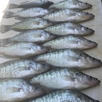 Crappie Fishing Trip