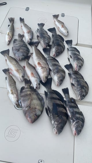 8 hour Inshore Fishing Charter