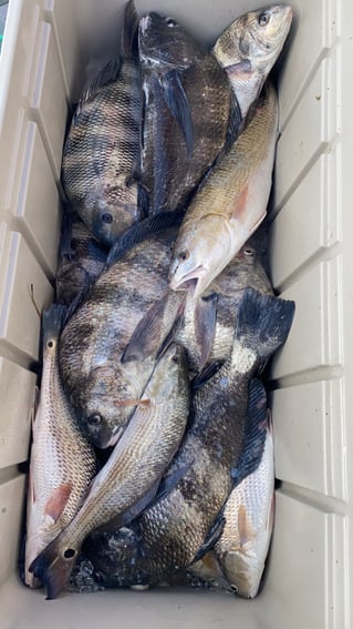 8 hour Inshore Fishing Charter