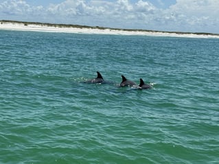 Shell Island Boat Trip