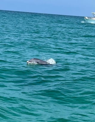 Shell Island Boat Trip