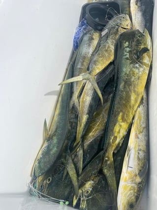 4-8 Hours Offshore Trip