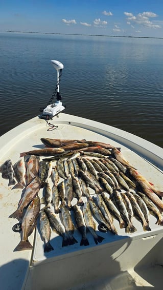 Inshore Fishing Trip 