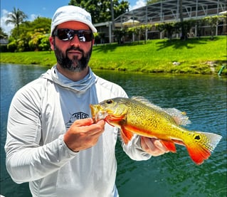 Peacock Bass Fishing
