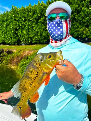 Peacock Bass Fishing