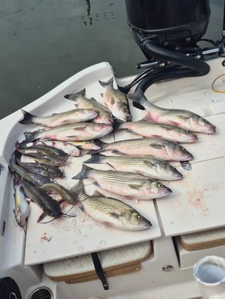 4 hr AM Fishing Trip on Lake Conroe