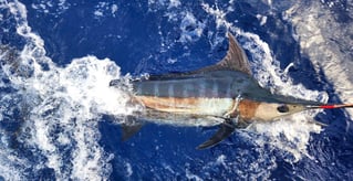 Offshore Fishing Trip