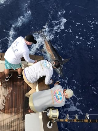 Offshore Fishing Trip