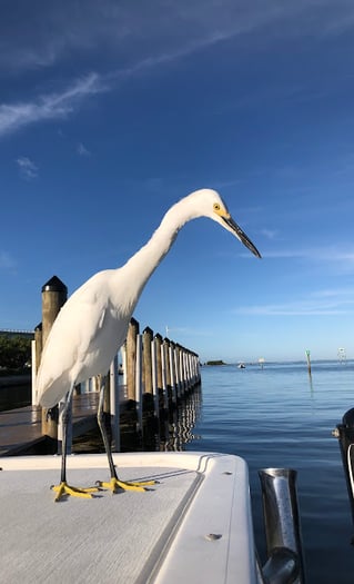 Inshore Back Water Fishing Trip