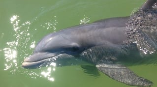 Inshore Back Water Fishing Trip