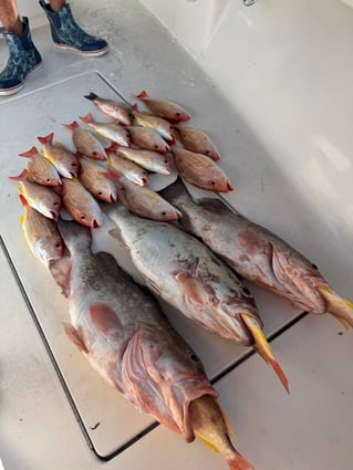 8hr Offshore Fishing