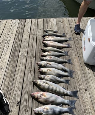 Stripe Bass fishing Trip