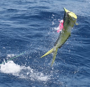 Sport Fishing Trips