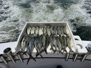 6 Hour Inshore Trip