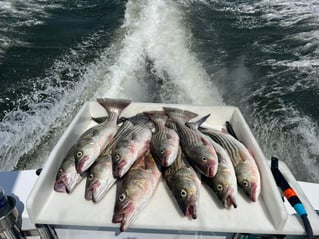 6 Hour Inshore Trip