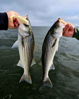 Inshore Fishing Trip