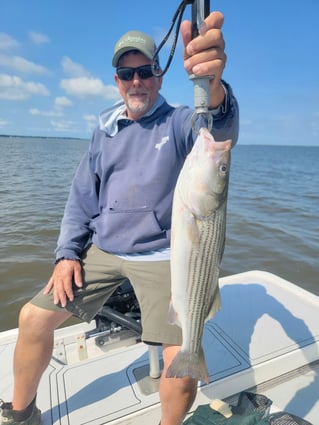 5 Hour Striped Bass In-Shore Trip