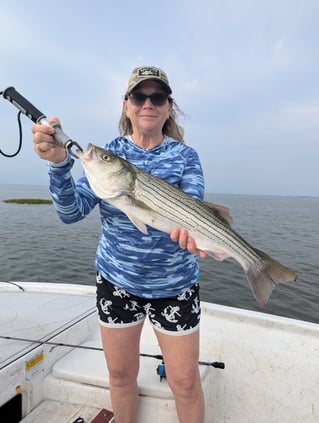 5 Hour Striped Bass In-Shore Trip