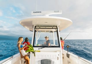 Swim with Wild Dolphins