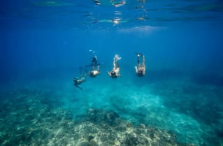 Swim with Wild Dolphins