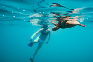 Swim with Wild Dolphins