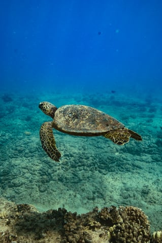 Swim with Wild Dolphins