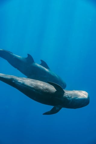 Swim with Wild Dolphins