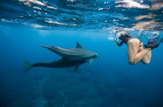Swim with Wild Dolphins