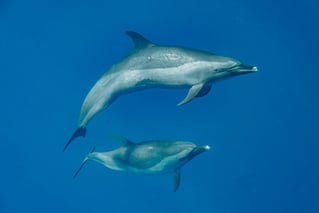 Swim with Wild Dolphins