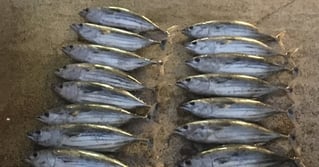 Deep Sea Sport Fishing