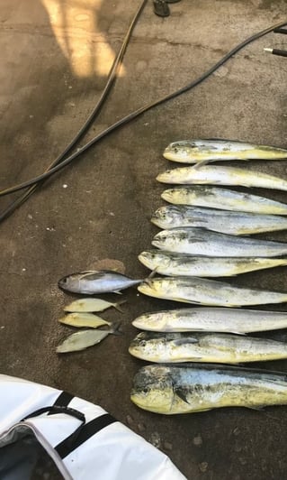 Deep Sea Sport Fishing