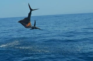 Sport Fishing Trip - 28'