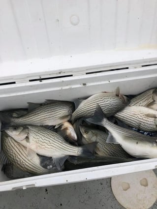 Morning or Afternoon Trips 