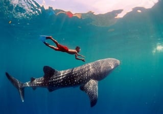 Cancún Whale Shark Tour