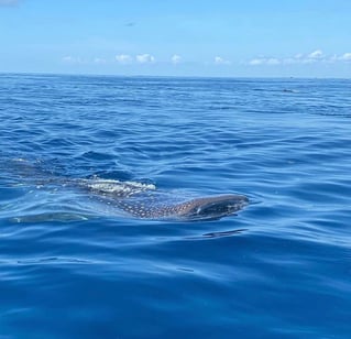 Cancún Whale Shark Tour