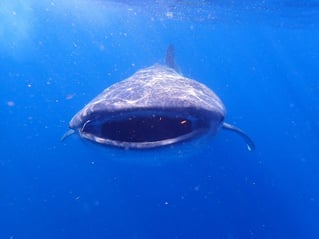 Cancún Whale Shark Tour