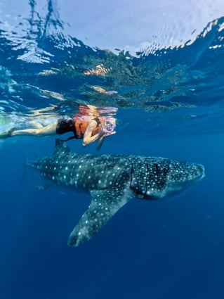 Cancún Whale Shark Tour