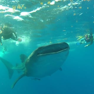 Cancún Whale Shark Tour