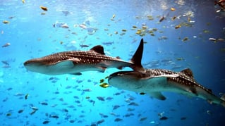 Cancún Whale Shark Tour