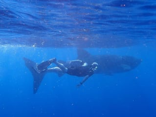 Cancún Whale Shark Tour