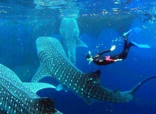 Cancún Whale Shark Tour