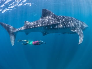 Cancún Whale Shark Tour