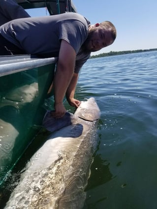 Sturgeon Fishing