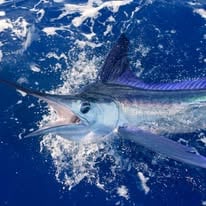 Offshore Fishing Trip
