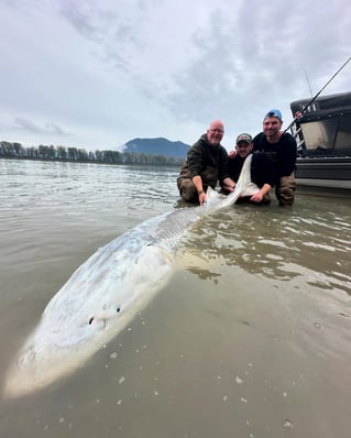 World Class Fraser Sturgeon Fishing