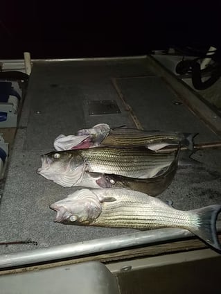 Lake And Reservoir Fishing
