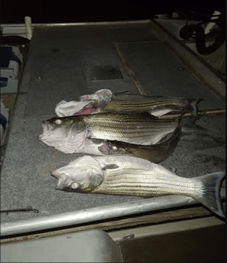 Lake And Reservoir Fishing