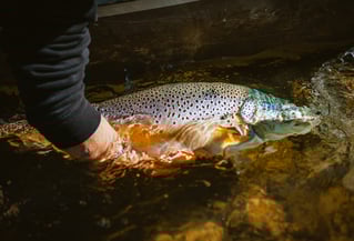 San Juan River Fly Fishing